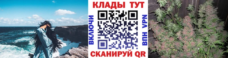 Где найти наркотики Шенкурск ГАШ  Cocaine  Альфа ПВП  Канабис  Меф 