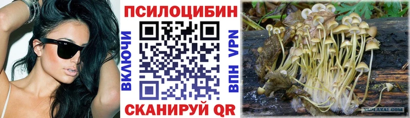 Псилоцибиновые грибы Cubensis  блэк спрут как войти  Шенкурск 